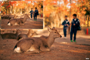 High Resolution Photos: Before and After